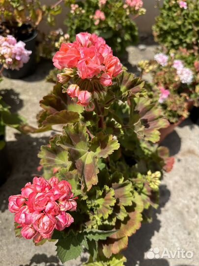 Пеларгонии сортовые