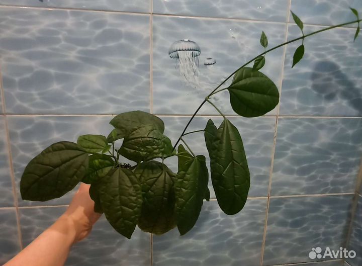 Калеродендрум, декабрист, фикус