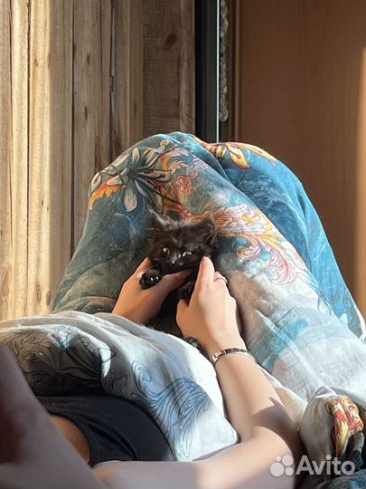 Черный пушистый котенок