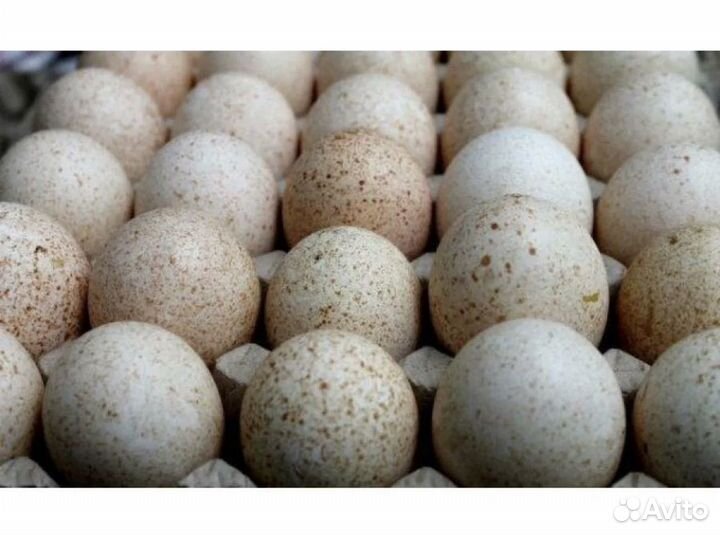 Индюшиное яйцо