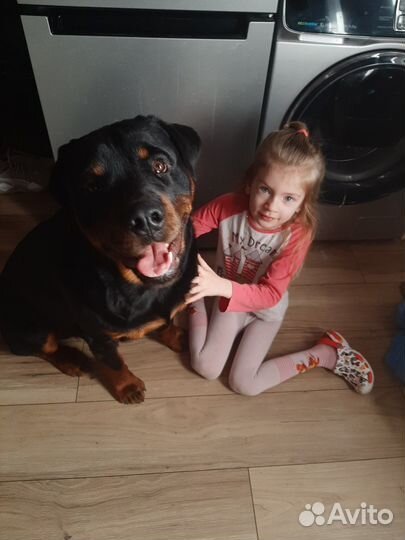 Вязка ротвейлера