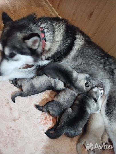 Щенки сибирской хаски