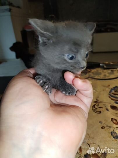 Котята