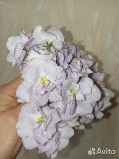 Фиалка Ле -Лилия