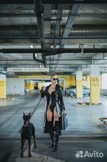 Фотосессия с доберманом