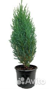 Питомник С продаёт можжевельники с З. К. С