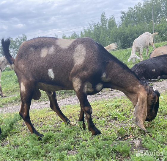 Продам стадо коз