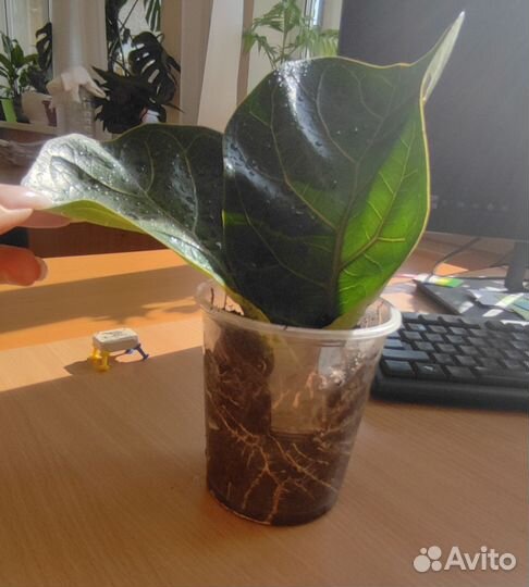 Фикус Лирата Бамбино