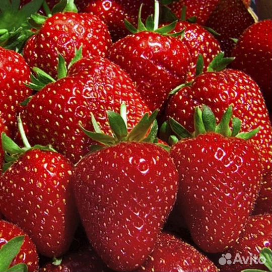 Клубника Азия и др
