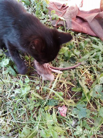 Котята Крысоловы