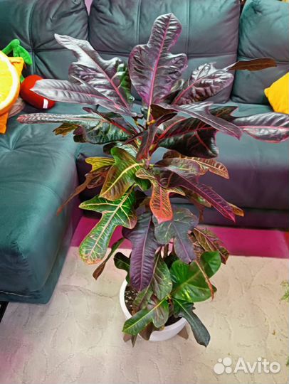 Кротон кодиеум