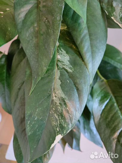 Эпипремнум Пинатум Вайт