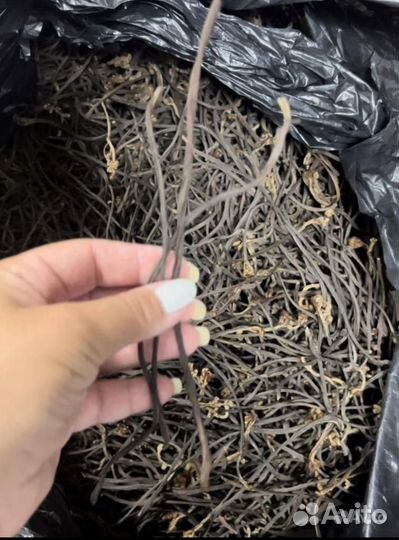 Папоротник Орляк (сухой)