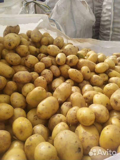 Продам картофель оптом и мелкий опт