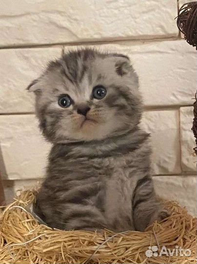 Шотландская милота