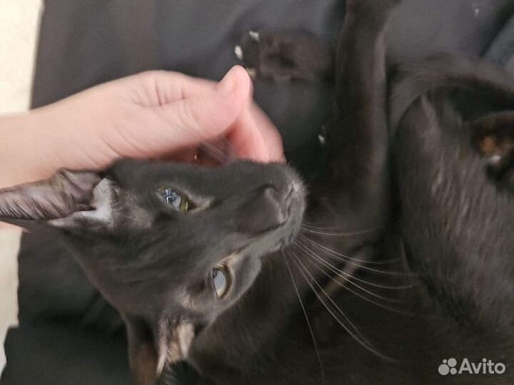 Ориентальная кошка