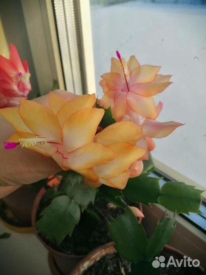 Декабристы Шлюмбергеры Рипсалидопсисы