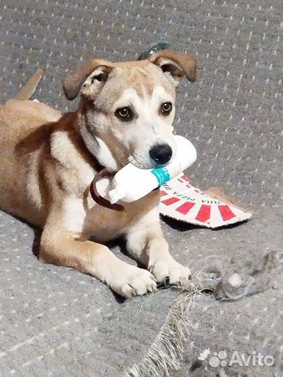 Некрупный ласковый щенок Алекс, будущий охранник