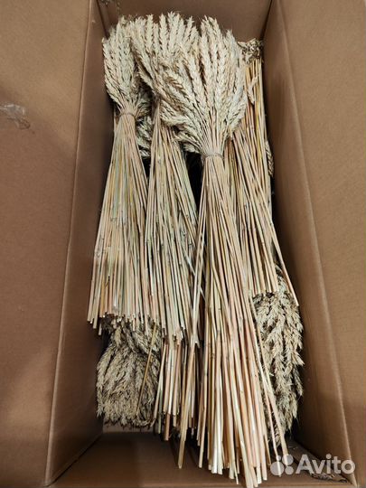 Сухоцветы пшеница