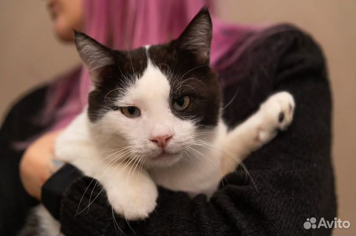 Передержка бездомных животных