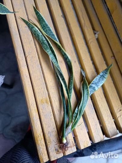 Сансевиерия - тещин язык, комнатный цветок