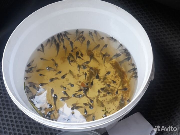 Малки цыхлид