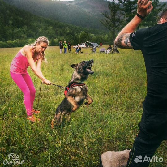 Профессиональная дрессировка собак