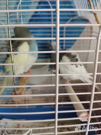 Волнистый попугай