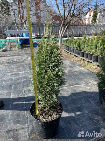 Туя смарагд 70-80 см