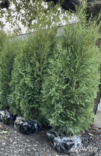 Туя Колумна