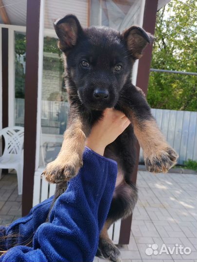 Продаются щенки немецкой овчарки