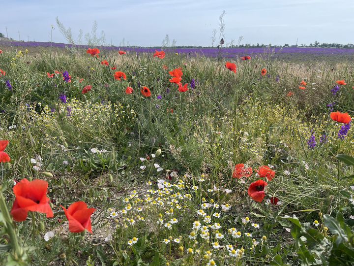 Участок 6 сот. (ИЖС)