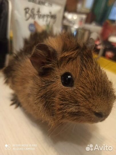 Морская свинка мальчики - Рожденные в Рождество