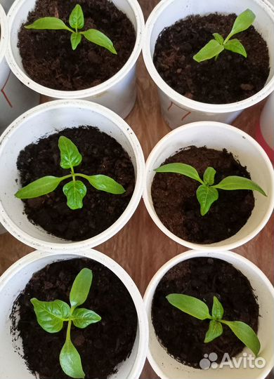 Рассада овощей