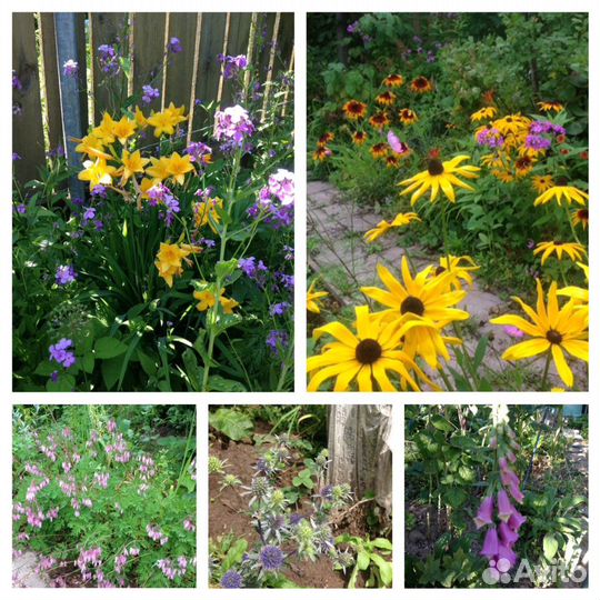 Многолетние цветы для сада