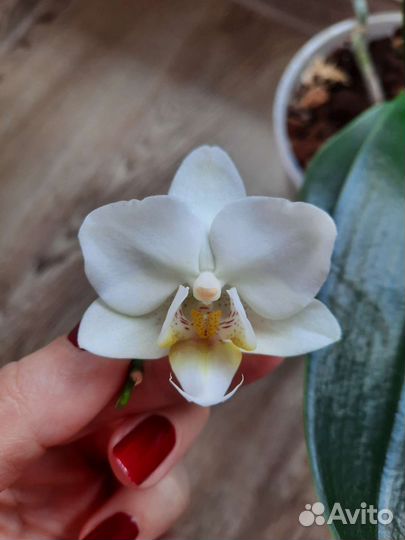 Драцена, орхидея фаленопсис