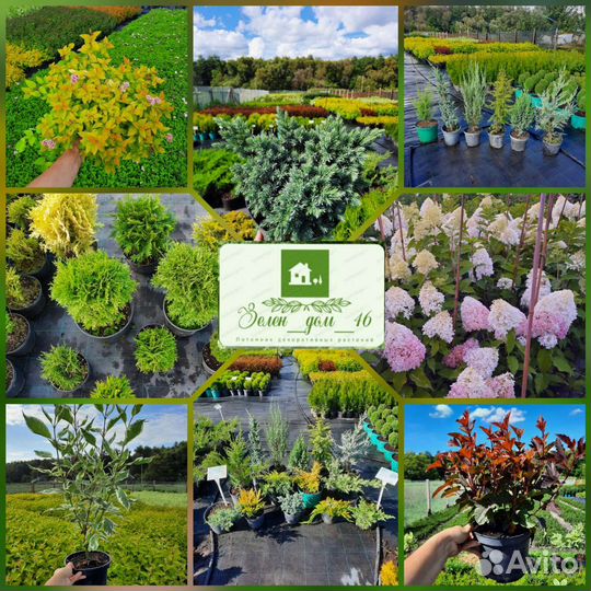 Декоративные растения