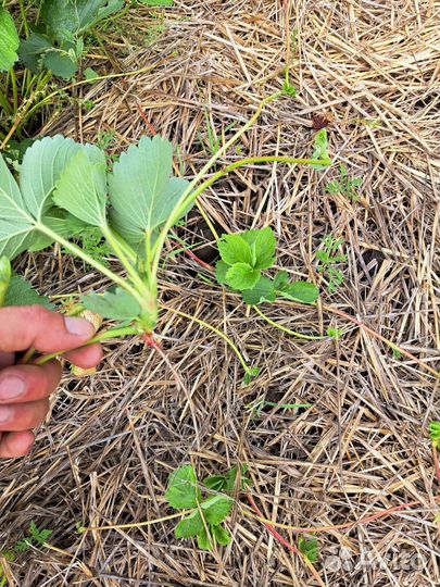 Рассада клубники усы Априка