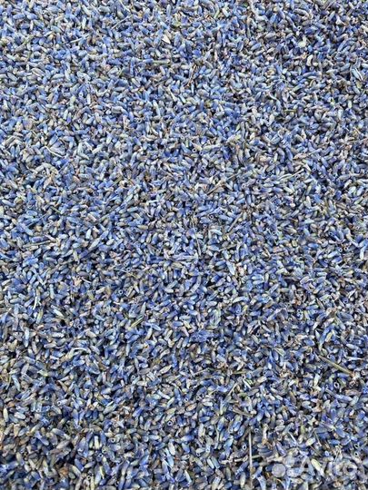 Лаванда россыпь