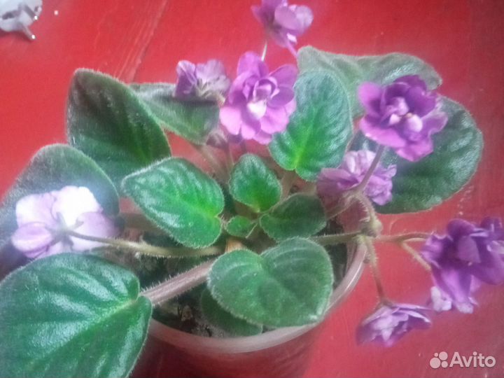 Фиалка продажа
