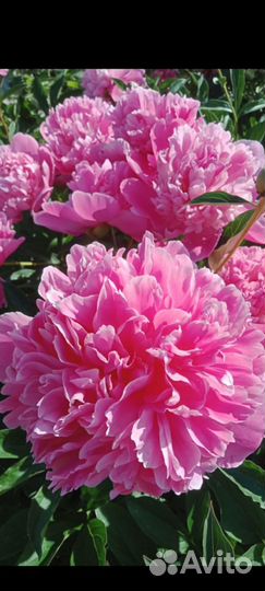 Пион травянистый