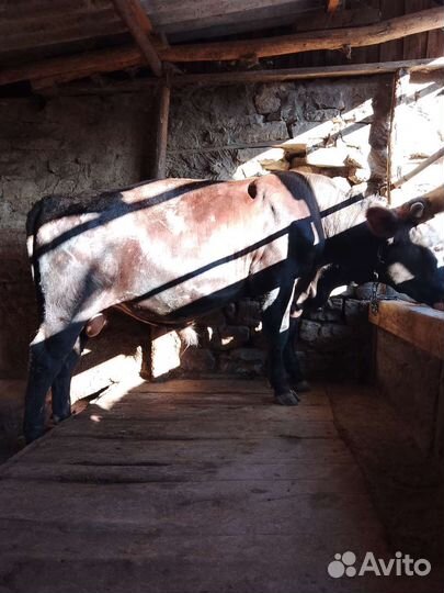 Бык на откорме