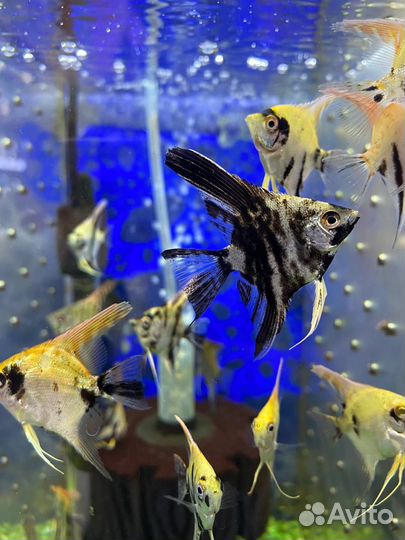 Аквариумные рыбки