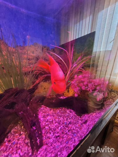 Продам рыб