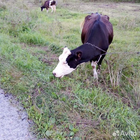 Корова стельная дойная