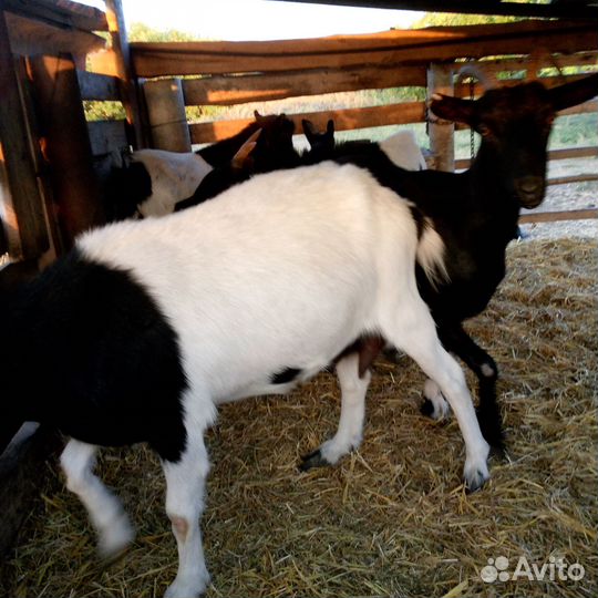 Козы и козлята