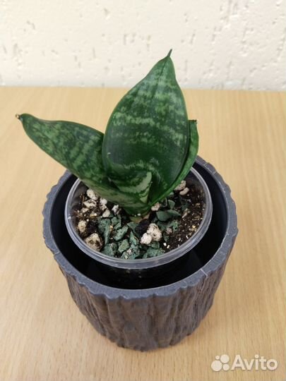 Сансевиерия ханни