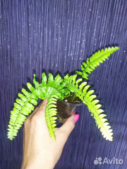 Нефролепис Блю Белл