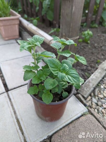 Душевник котовниковый