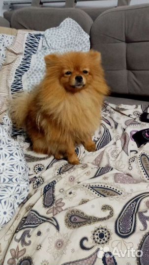 Померанский шпиц миниатюры